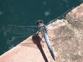 blue-dragonfly-wetland-1552798.jpg