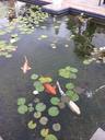 pond-koi-fish-water-carp-orange-990634.jpg