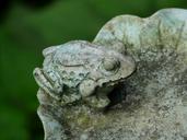 frog-animal-ornament-fig-garden-9155.jpg