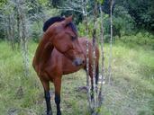 horse-beach-grass-991766.jpg