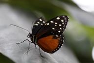 monarch-butterfly-butterfly-tropical-785010.jpg