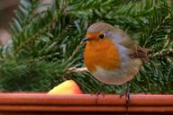 robin-bird-songbird-garden-winter-634413.jpg