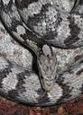 snakes-corn-gray-black-1660297.jpg