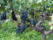 grapes-vine-vines-stock-blue-grapes-483487.jpg