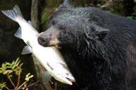 Black_bear_with_salmon.jpg