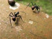 ants-insect-natural-694426.jpg