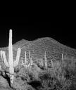 Saguaro Cactus near Tucson, Arizona LCCN2010630260.tif.tiff