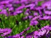 Purple daisies daisy.jpg