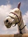 horse-saddle-cloth-white-portrait-503617.jpg