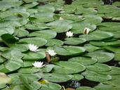 lily-pad-pond-water-green-flower-536266.jpg