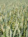 wheat-field-wheat-cereals-ear-592476.jpg