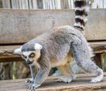 lemur-nature-eyes-skansen-playful-454525.jpg