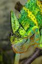 chameleon-reptile-iguana-like-zoo-229068.jpg