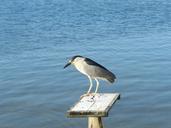 heron-aquatic-bird-freedom-1037530.jpg