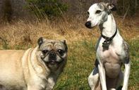 pug-whippet-dogs-canines-animals-85580.jpg