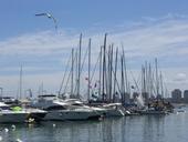 sailboat-port-seagull-sky-sea-650959.jpg