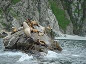 sea-lions-rocks-coast-shore-marine-1253282.jpg