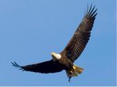 bald-eagle-soaring-raptor-flying-529664.jpg