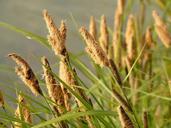 swamp-sedge-sharp-edged-sedge-7118.jpg