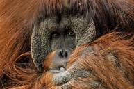 orangutan-ape-monkey-primate-zoo-571462.jpg