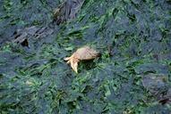 crab-seaweed-seagrass-captured-1046421.jpg