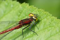 damselfly-fly-leaf-nature-outside-83207.jpg