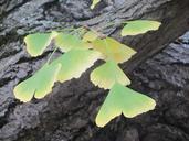 autumn-arboretum-ginkgo-biloba-78179.jpg