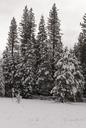 A living sno-globe scene and winter wonderland, created by a sudden mountain blizzard along California Highway 36, south of Lassen Volcanic National Park LCCN2013630921.tif.tiff