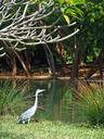 heron-crane-africa-kenya-1028300.jpg