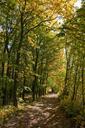 trail-in-the-forest-path-autumn-991888.jpg