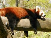 red-panda-panda-animal-zoo-731987.jpg