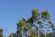 blue-sky-trees-upright-523704.jpg