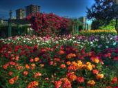 istanbul-landscape-flowers-garden-71882.jpg