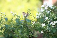 willow-wren-little-bird-garden-bird-239985.jpg