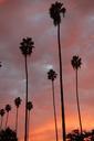 palm-trees-palms-sunset-tree-510807.jpg