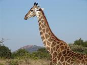 giraffe-africa-nature-467166.jpg