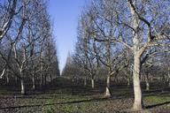 orchard-agriculture-trees-1152591.jpg