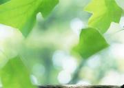 fresh-new-green-leaves-glowing-in-sunlight.jpg