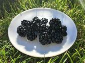 blackberries-plate-grass-green-1617355.jpg