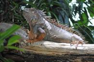 iguana-terrarium-lizard-reptile-442614.jpg