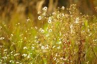 meadow-daisies-sunny-567850.jpg