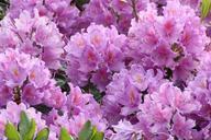 rhododendron-flowers-close-245633.jpg