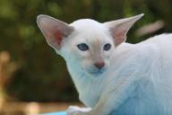 cat-kitten-siamese-cat-fur-408777.jpg