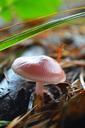 fungus-forest-forest-mushrooms-543236.jpg