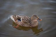 duck-female-mallard-duck-waterfowl-641783.jpg