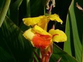 floral-tube-canna-9343.jpg