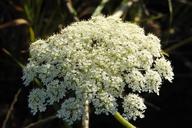 wild-carrot-plant-grassland-plants-1495694.jpg