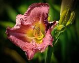 lily-flower-purple-nature-botany-411790.jpg