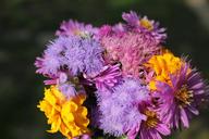 purple-flower-purple-flowers-plant-1694510.jpg