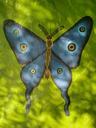 butterfly-blue-green-painting-194621.jpg